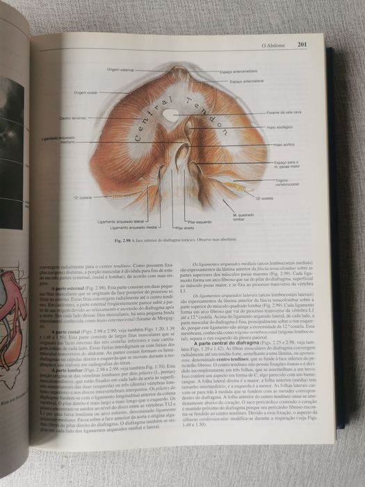 Anatomia orientada para a clínica