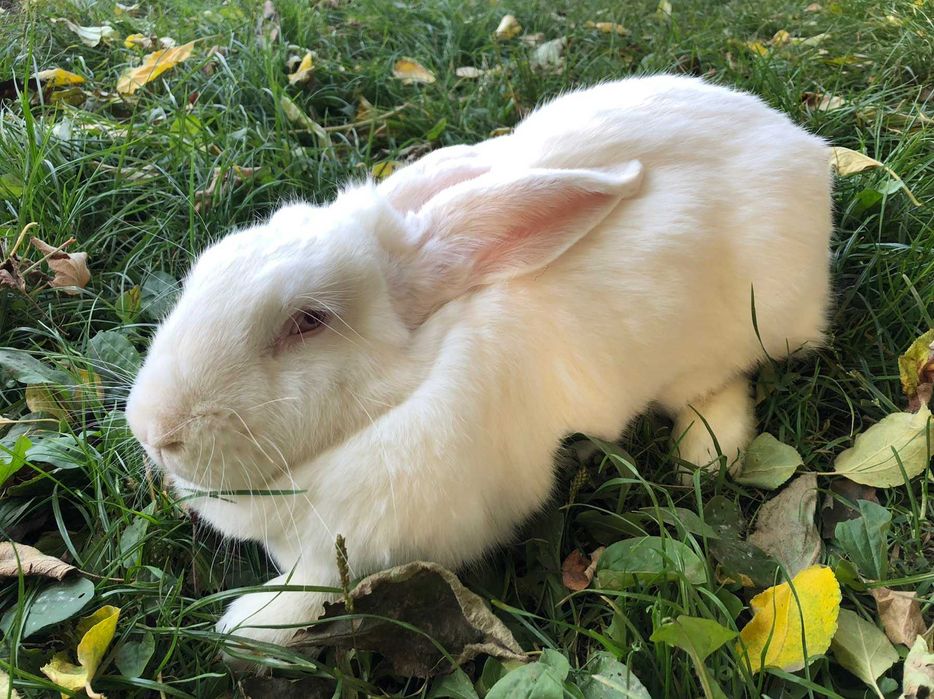 Продаються кролики