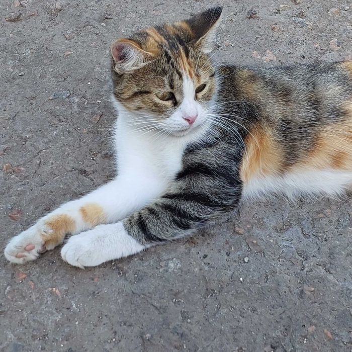 Триколірна киця чекає на родину