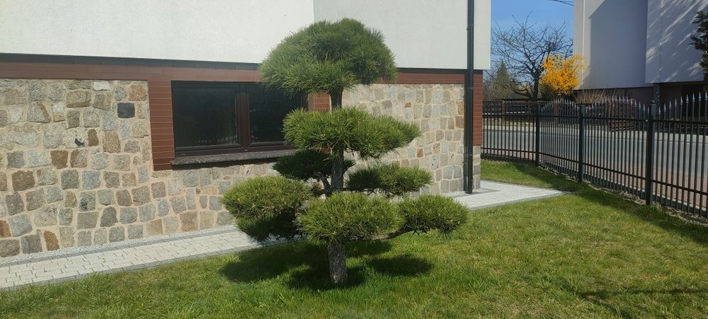 Drzewka bonsai sosna jałowiec  cyprysik