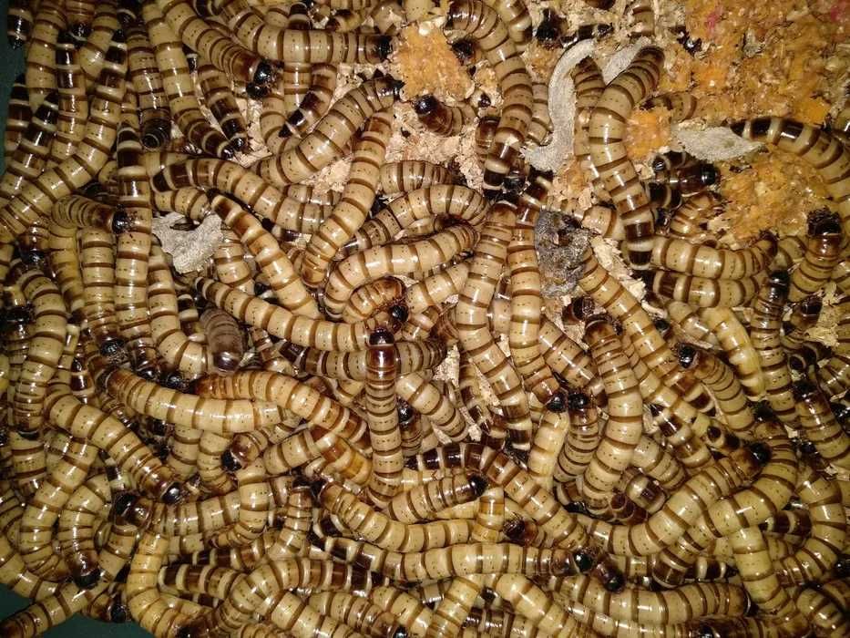 Зофобас, зоофобус