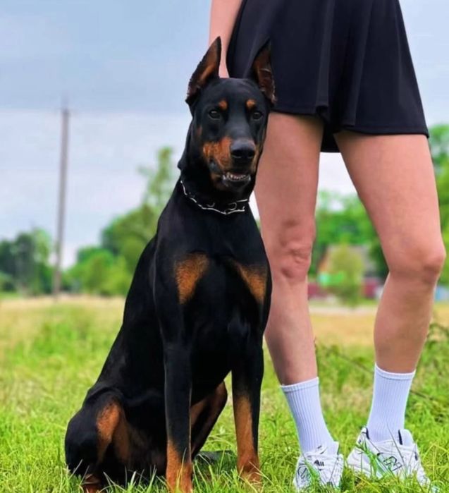 Вʼязка добермана