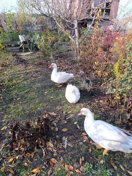 Інкубаційне яйце індокачок німецької важкої лінії