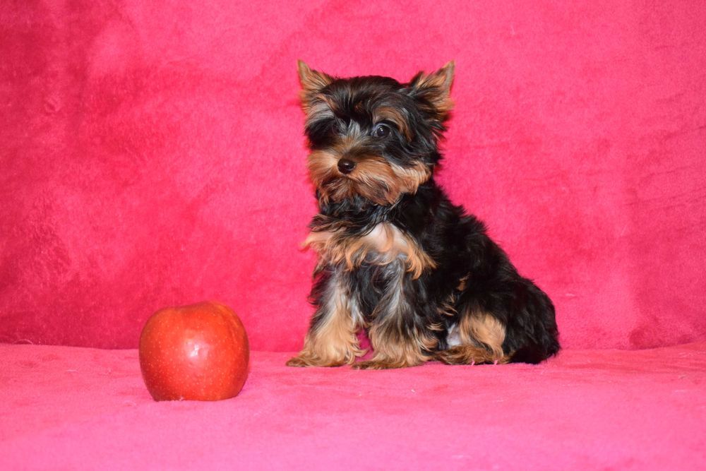 Yorkshire terrier MAYKI piesek