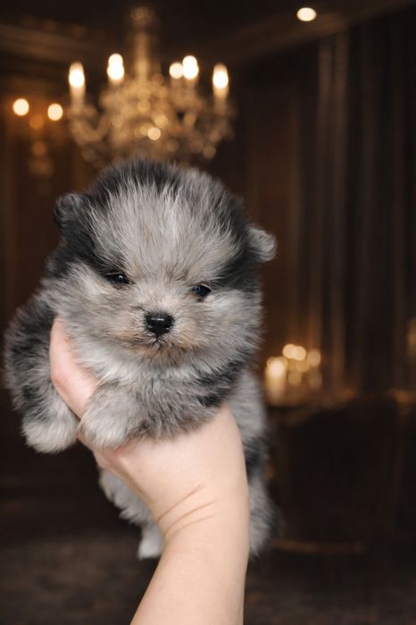 Szpic miniaturowy pomeranian pies blue merle