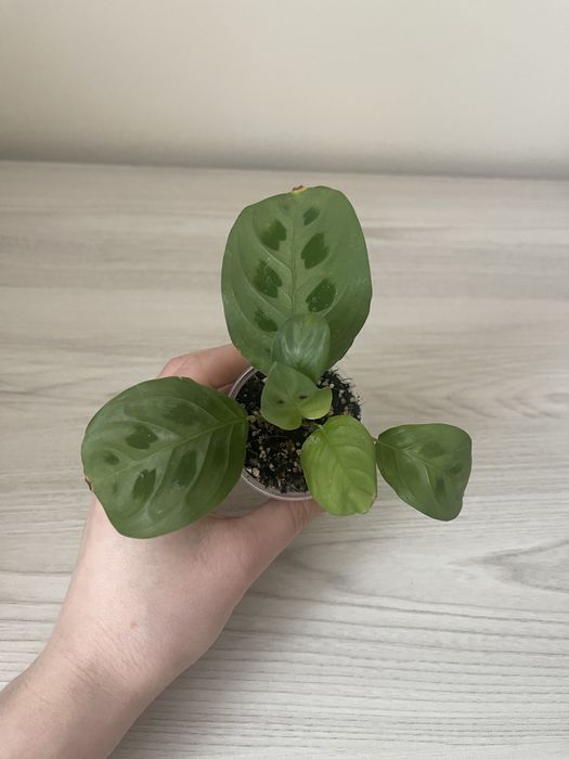 Маранта, сциндапсус, традесканція