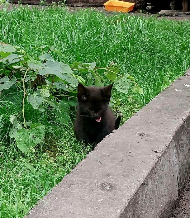 Маленькі кошенята шукають дім! А дорослі котики — допомогу зі стериліз