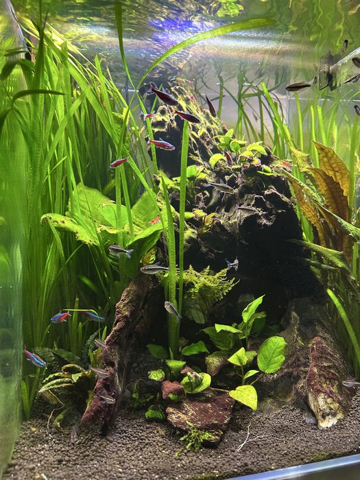 Trawa akwariowa . Pieknie sie rozrasta przy ścianach akwarium - tło .