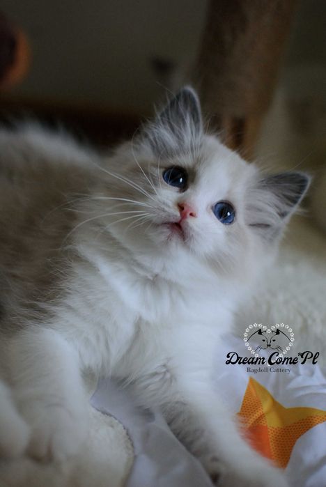 Kotka ragdoll blue bicolor FPL