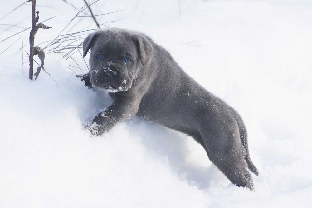 Блакитний кане корсо