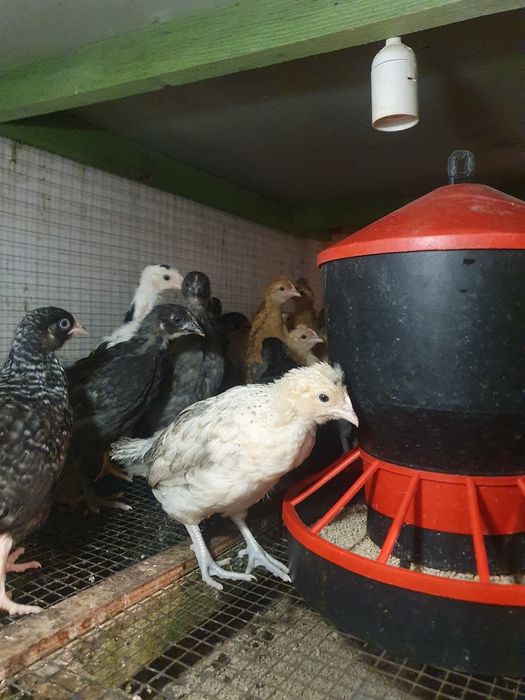 Kurczaki, kurki, pisklaki, Rosa, green shell