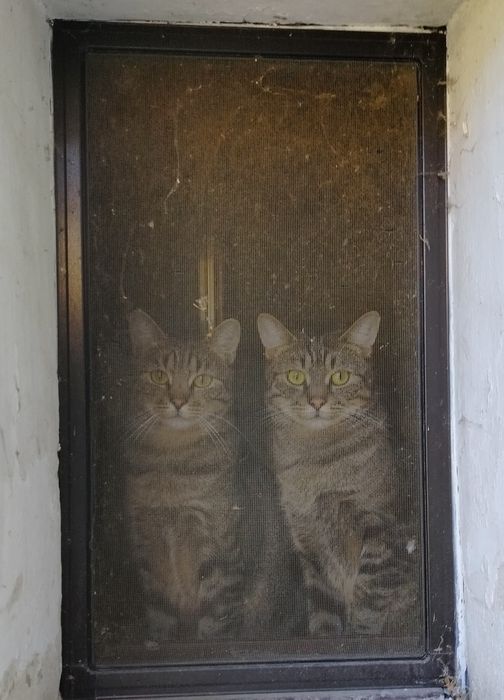 Oddam dwa 1,5 roczne kocurki