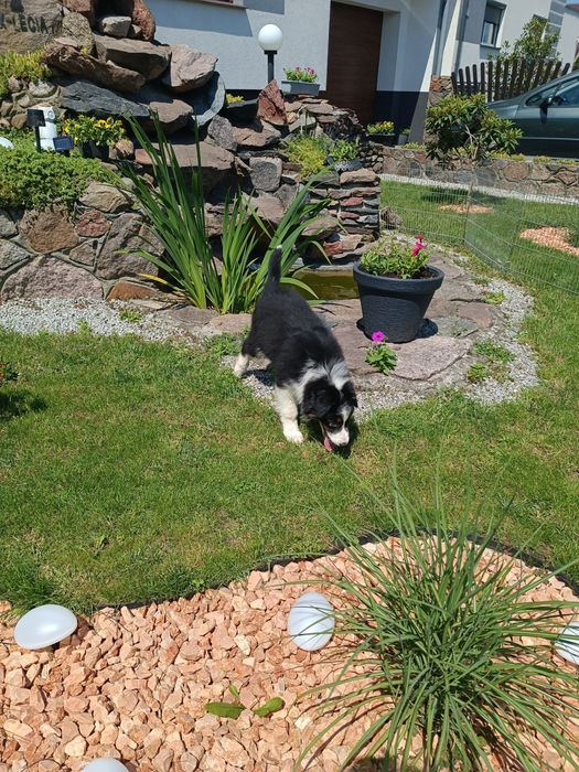 Border Collie – szczeniak