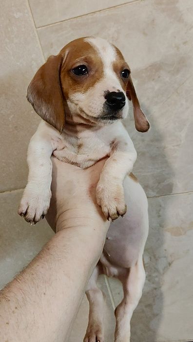 Кроличий щенок таксы пайболд с родословной