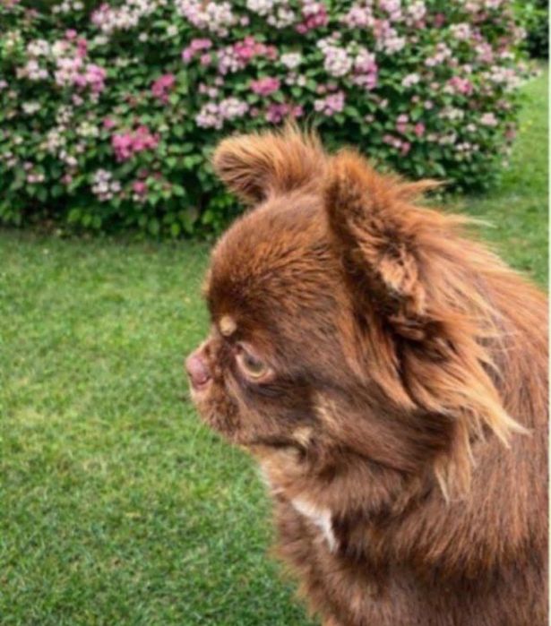 Chihuahua pelo longo