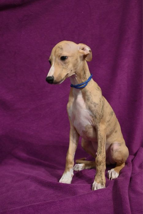 Whippet Chart Angielski-piesek