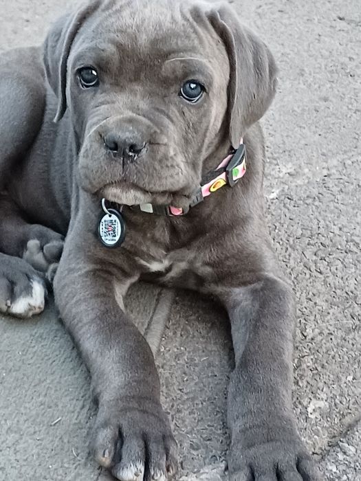Дівчинка!Cane Corso ! Доставка!