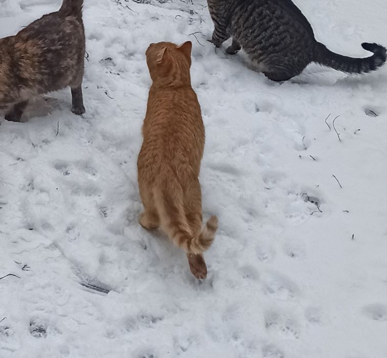 Добрий кіт Апельсин 1рік