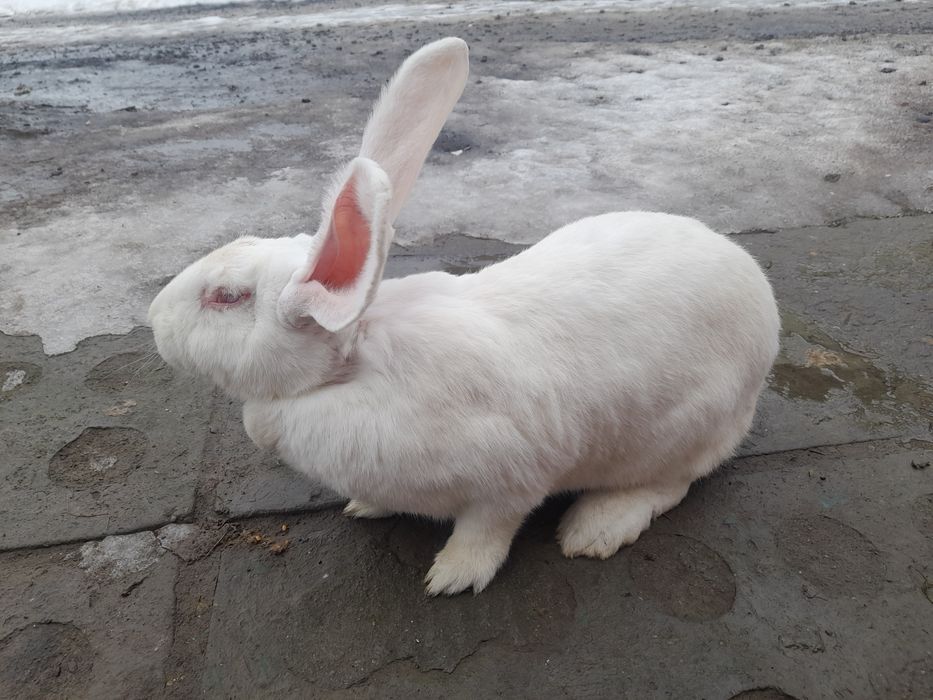 Sprzedam samice rasy Olbrzym Belgijski