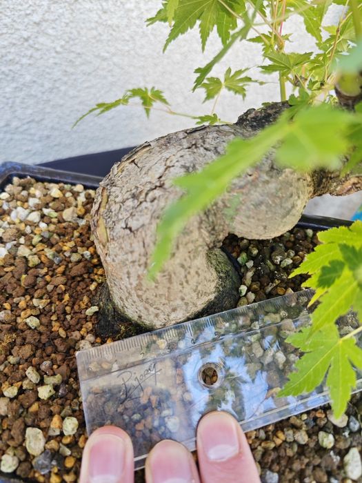 Pré-Bonsai Acer Palmatum Yamamomiji