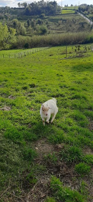 Cabrito anão para venda