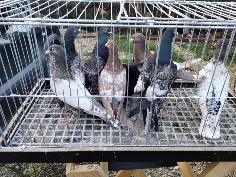 Sprzedam gołębie frill