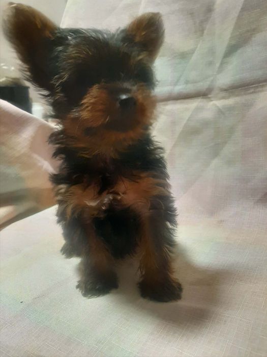 Yorkshire terrier