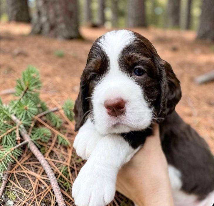 Красиві та здорові цуценята в надійні руки