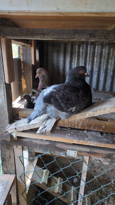 Pombas King Casal