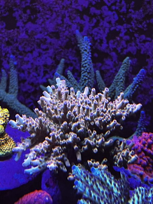 Acropora multikolor pastelowa