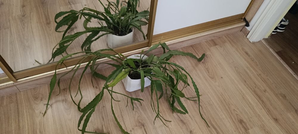 Лепісміус леписмиус епіфілум эпифилум