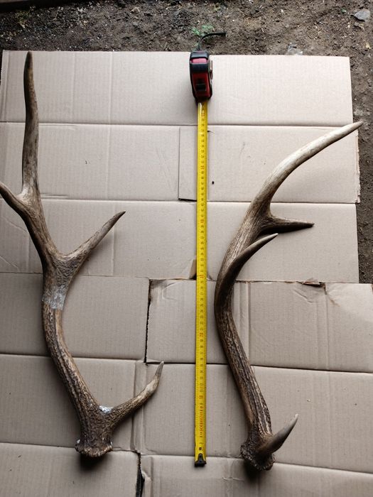 Пара рог оленя 2025рік