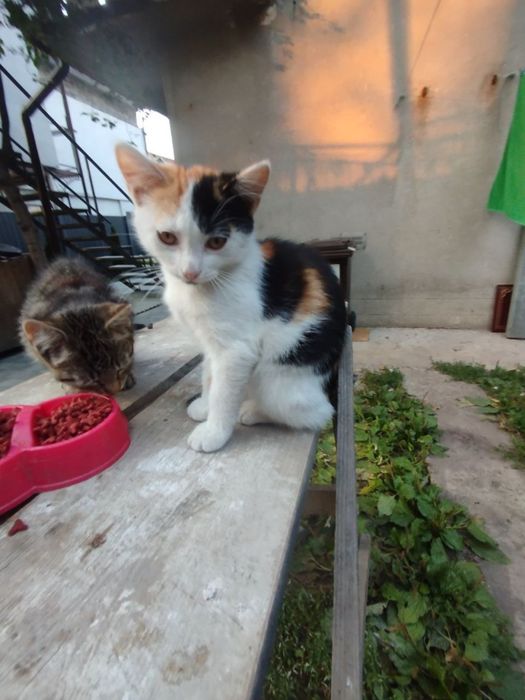 Котика в добрі руки!!!
