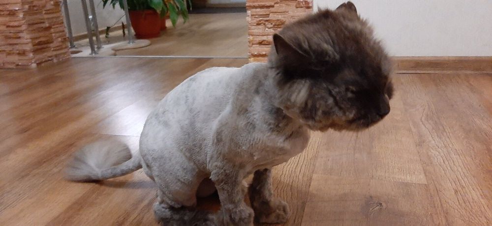 Грумер, стрижка собак та котів