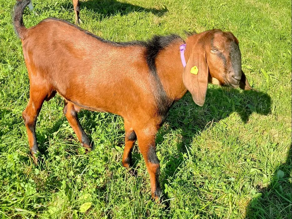 Kozioł Anglonubijski 100 %  Cap  Krycie.