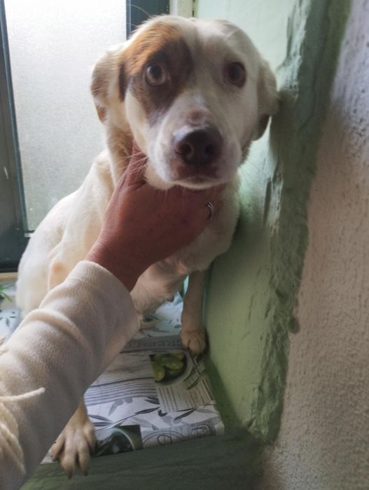 Belinha para adoção muito responsável