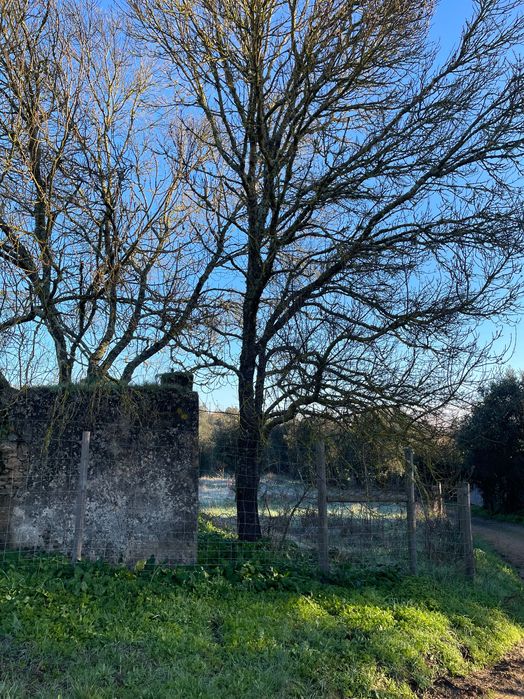Terreno com ruina no meio do campo