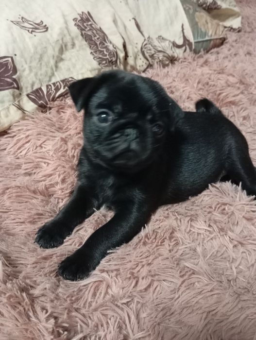 Гарні маленькі мопси