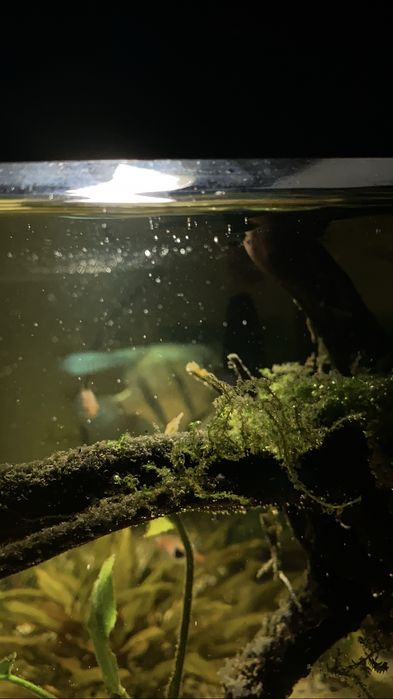 Aquario 70L  completo