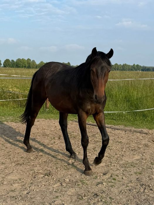 Małopolak Ogier koń małopolski 3 letni