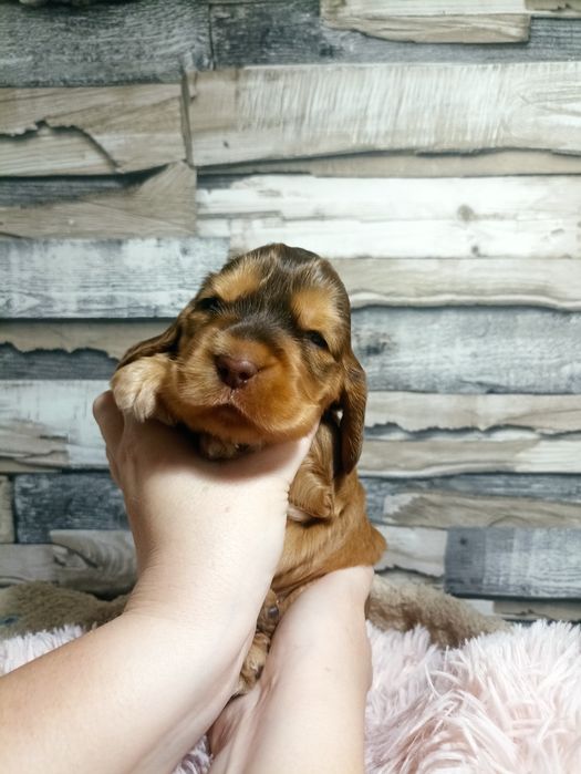 Cocker spaniele rezerwacja