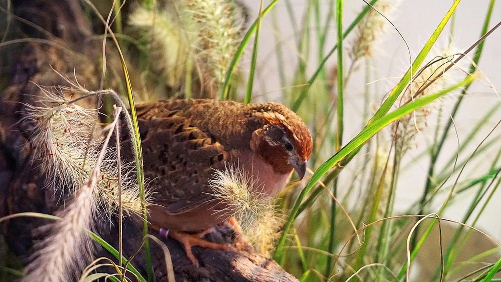 Інкубаційні перепелині яйця
