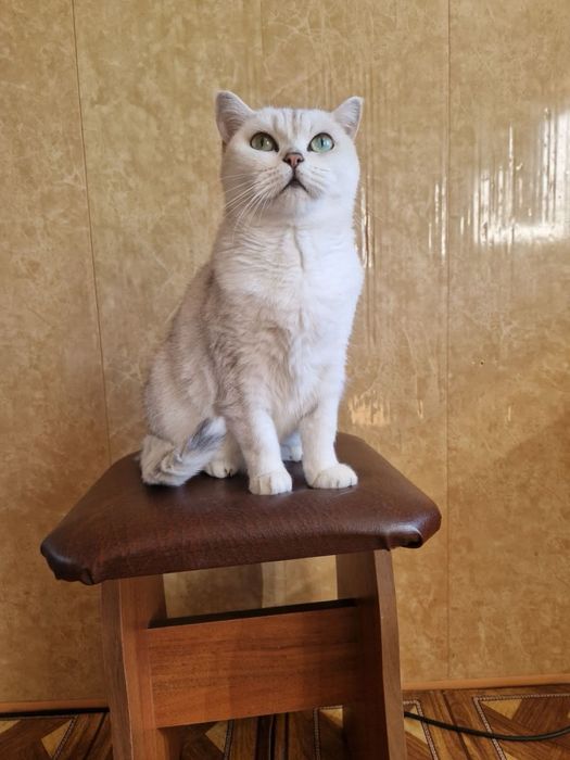 Кошка в разведение