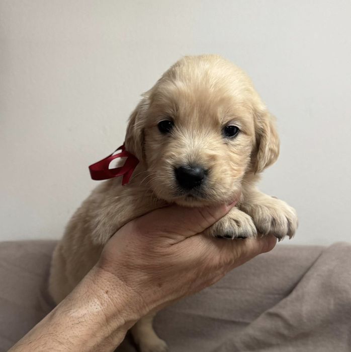 Śliczne szczeniaczki Golden Retriever złote i biszkoptowe