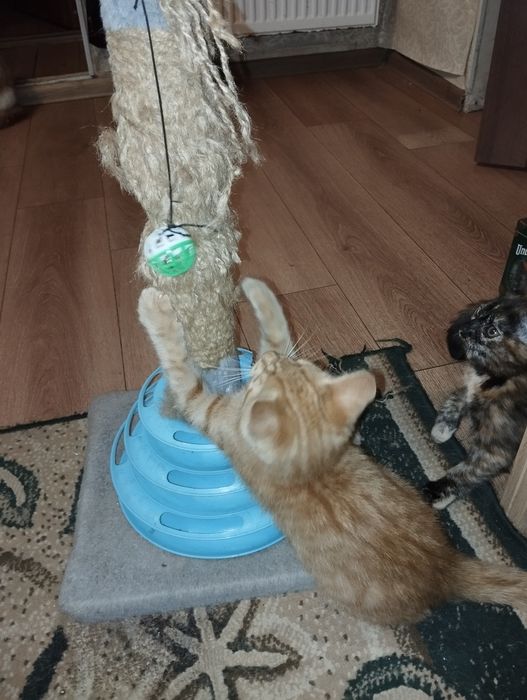 Віддам кошенят безкоштовно