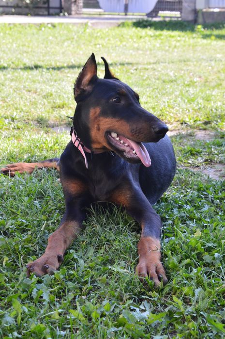 Цуценята добермана