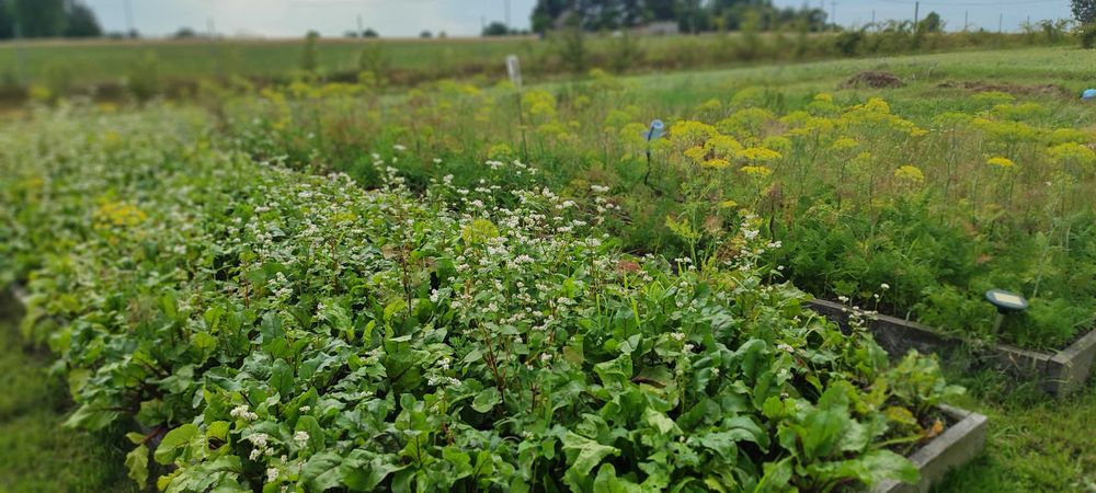 Warzywa ekologiczne.
