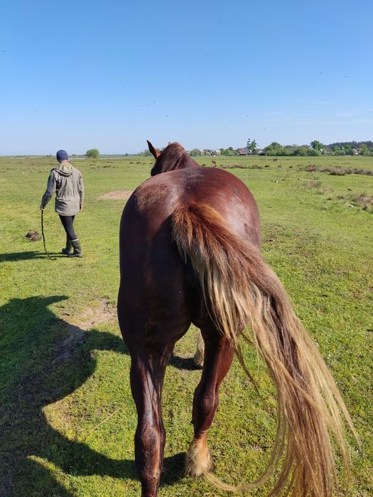 Продам кобилу 6 років