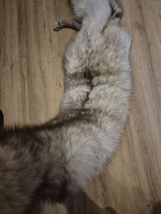 Szal z lisa prawdziwy