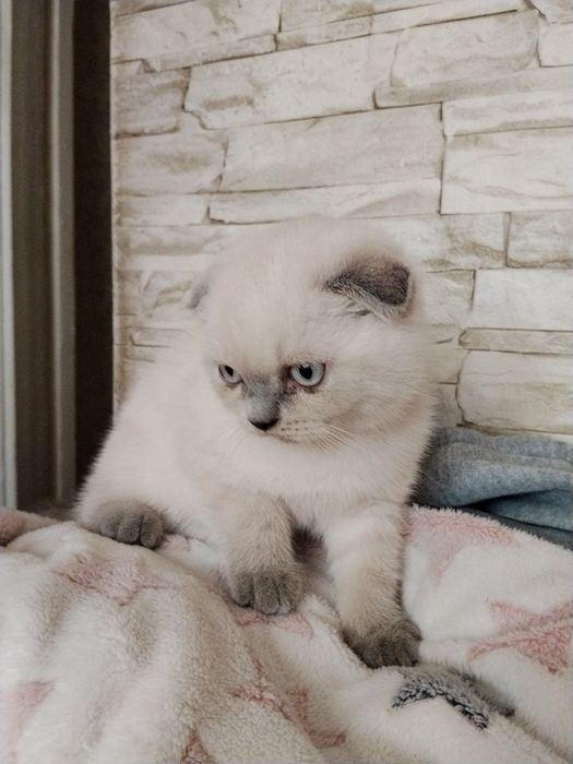 Шотландские котята